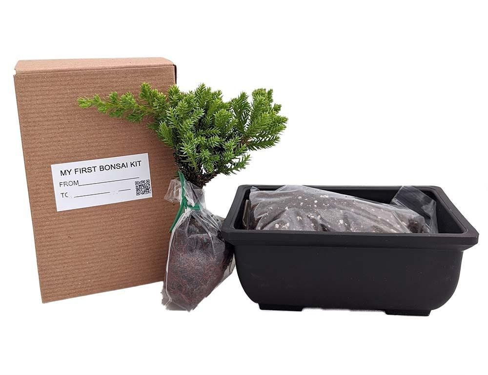 My First Bonsai Tree Kit plus Live Japanese Juniper Tree