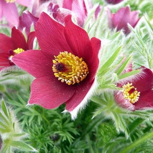 Red Cloak Anemone Pasque Flower - Pulsatilla vulgaris - 15 Seeds - Shade Perennial