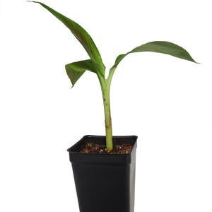 Siam Ruby Banana Plant - Musa - 2.5&quot; Pot