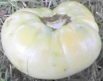 Great White Tomato 25 Seeds -PURE WHITE- Heirloom