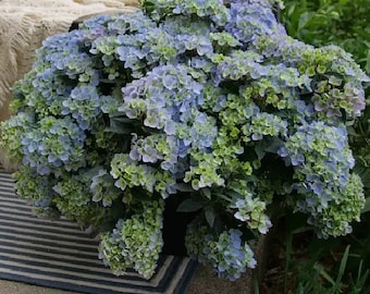 FAIRYTRAIL FRESCO Cascade Hydrangea®-  Proven Winners - 4" Pot