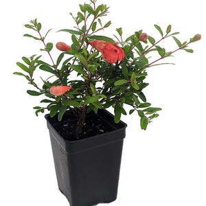 Dwarf Pomegranate Plant- Punica - Bonsai/Houseplant/Outdoors - Edible - 2.5&quot; Pot
