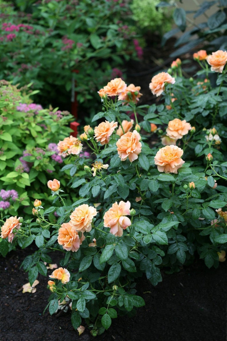 At Last Rose Bush 4 pot Fragrant diseaseresistant Etsy