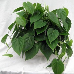 Heart Leaf Philodendron cordatum - 2 Plants - World's Easiest Houseplant-3" Pots immagine 3