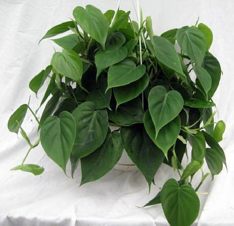 Heart Leaf Philodendron cordatum - 2 Plants - World's Easiest Houseplant-3" Pots immagine 3