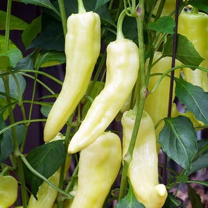 Sweet Banana Pepper Plant - 4" Pot - Heirloom
