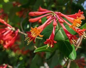 Major Wheeler Honeysuckle Vine - Perennial - Lonicera - 2.5" Pot - Fragrant