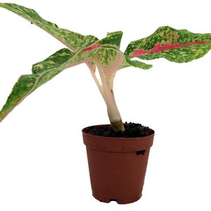 Night Sparkle Chinese Evergreen Plant - Aglaonema - 2" Pot - Collector's Series