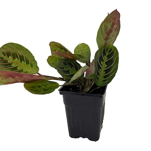 Hirt's Red Prayer Plant - Maranta - 4" Pot