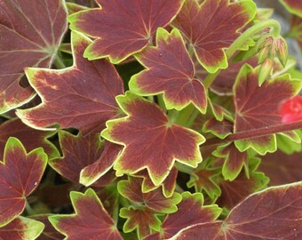 Exotic Heirloom Vancouver Centennial Geranium - Inside/Out - 2.5" Pot