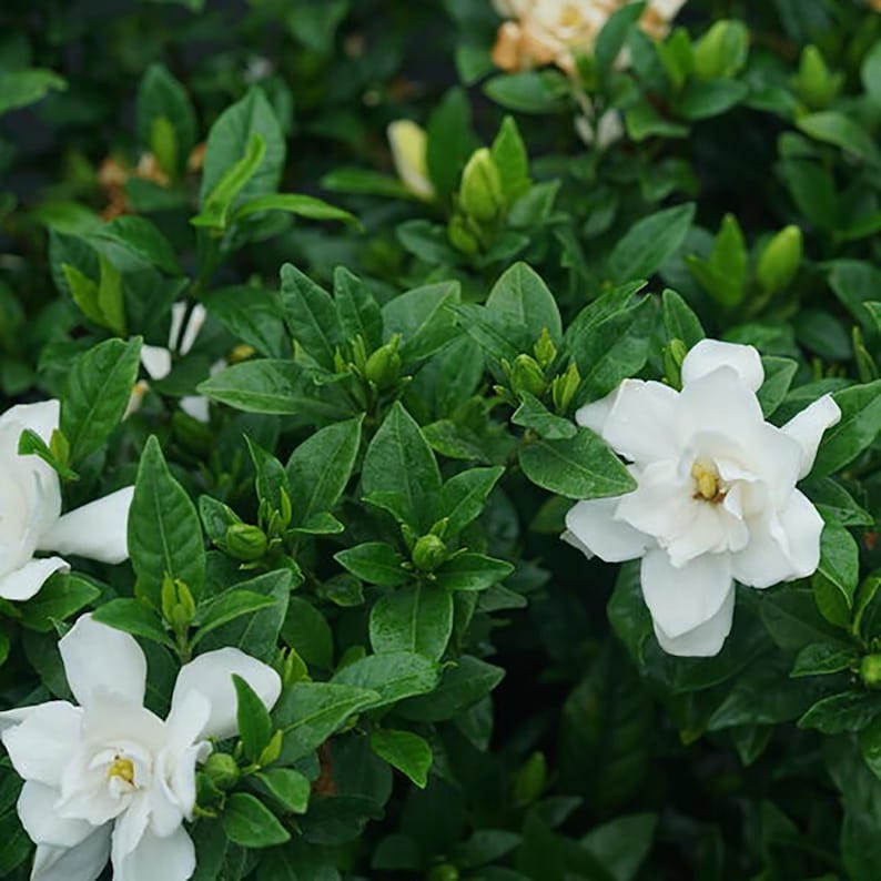Proven Winners Pillow Talk Gardenia - Thumbnail 3