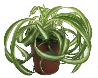 Bonnie Curly Spider Plant - Easy - Cleans the Air - 4" Pot - Grown by Hirt's Gardens