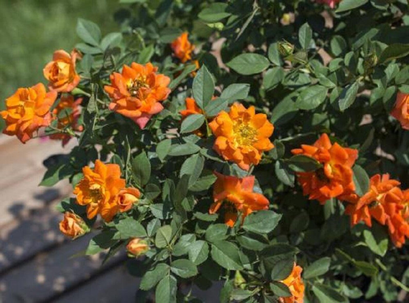 sunblaze mini roses sunblaze mini roses
