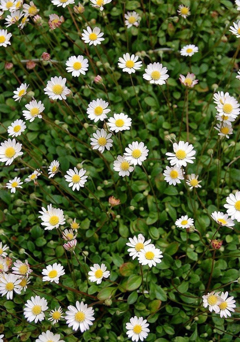 World's Smallest Daisy Bellium 2.5 Pot Fairy Garden Plant image 2