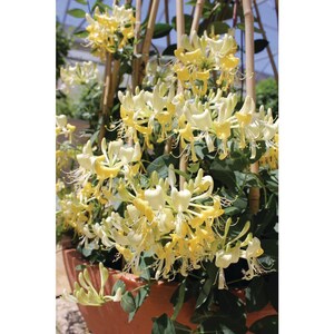 Scentsation Honeysuckle - Proven Winner - Lonicera - Very Fragrant - 4" Pot imagen 4