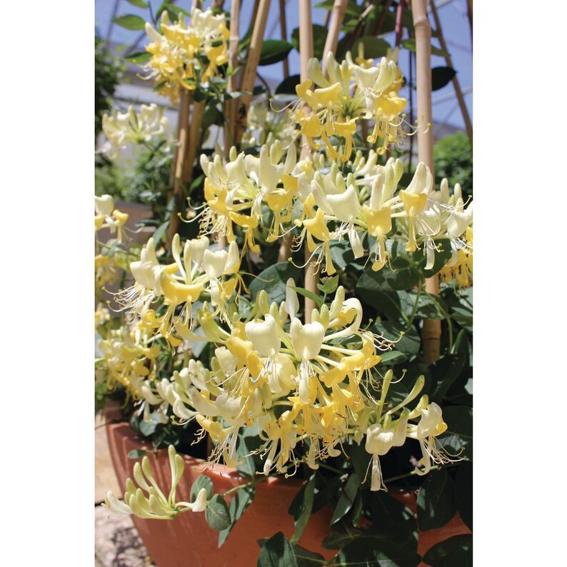 Scentsation Honeysuckle - Proven Winner - Lonicera - Very Fragrant - 4" Pot imagen 4