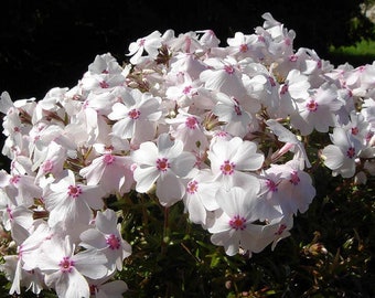 Amazing Grace Creeping Phlox Perennial - Quart Pot