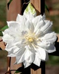 Clematis Duchess of Edinburgh - Double/White - 2.5" Pot - Potted