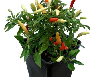 Fire Pepper Plant - World's Smallest Pepper - Tasty - 2.5" Pot - Grow Inside/Out