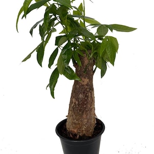 Thick Stump Money Tree Plant - Pachira aquatica - 4" Pot