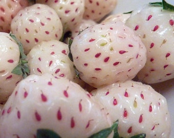 White Carolina Pineberry Plants - 10 Roots -Bareroot-Pineapple/Strawberry Flavor