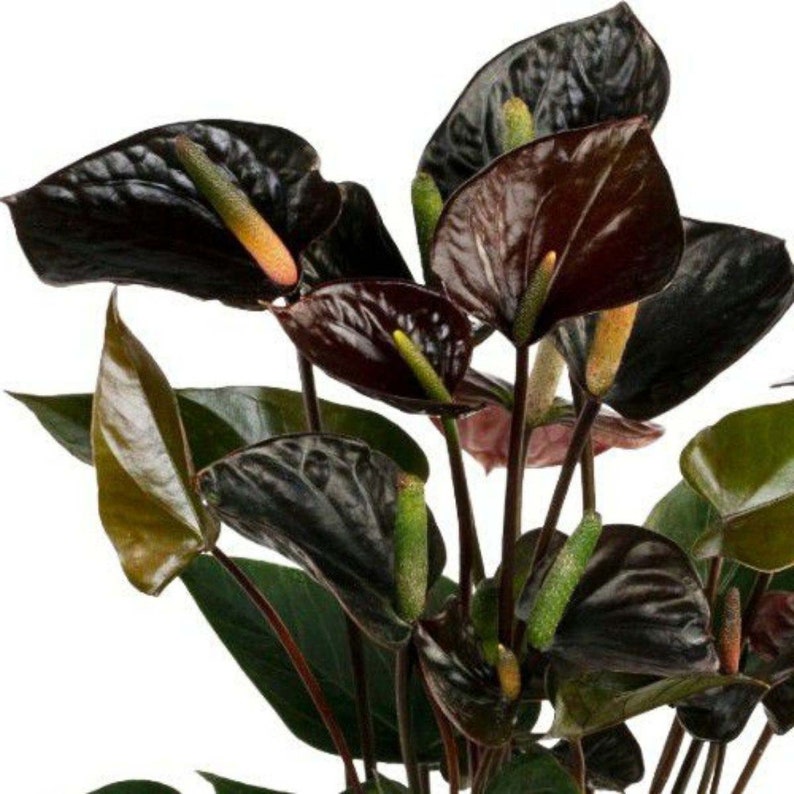 Black Love Anthurium