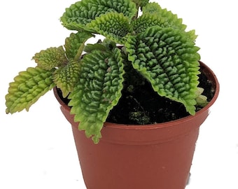 Moon Valley Plant - Pilea mollis - Vibrant & Unique Houseplant - 2" Pot
