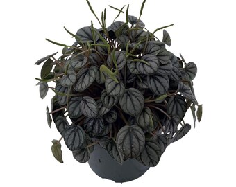 Little Toscani Peperomia Plant - 4" Pot - Collector's Series