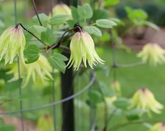 Funyella Clematis - 4" pot - Proven Winners