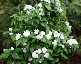 Illuminati Spice Mock orange - Philadelphus - Proven Winners - 4" Pot