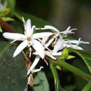 Coffee Bean Plant 2.5 Pot Coffee Arabica image 3