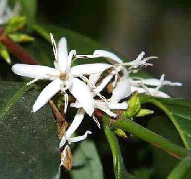 Coffee Bean Plant 2.5 Pot Coffee Arabica image 3