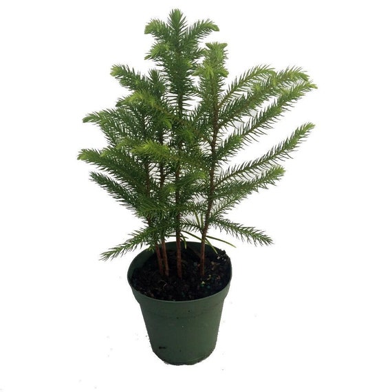 Norfolk Island Pine The Indoor Christmas Tree 4 Pot Etsy