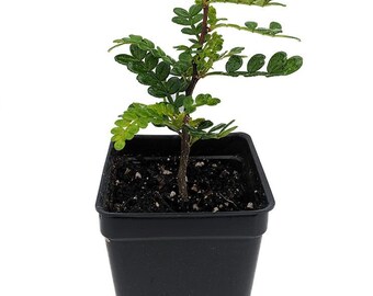 Edible Yellowwood / Pepper Tree Plant - 2.5" Pot - Terrarium/Fairy Garden/House Plant