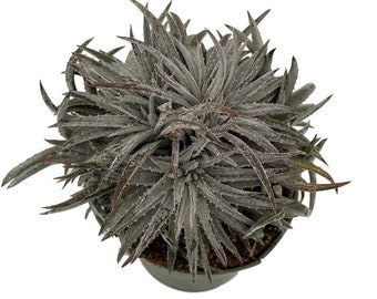 Pale Rider Sawblade Dyckia Plant - 4" Pot - Succulent Bromeliad