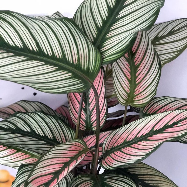 White House Plants Etsy