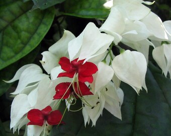 White & Red Bleeding Heart Vine Plant - Clerodendrum - Indoors/Out - 4" Pot