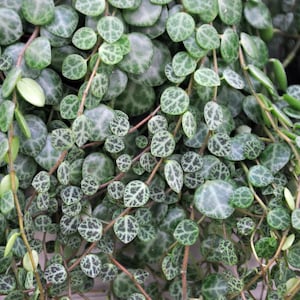 String of Turtles -2" Pot -Peperomia prostrata-Terrarium/Fairy Garden/Houseplant