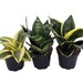 see more listings in the House Plants section