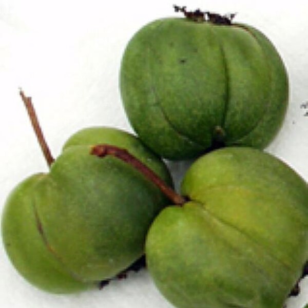 Hardy Chang Bai Kiwi Plant - Actinidia - FEMALE - Large Fruit - 2.5" Pot