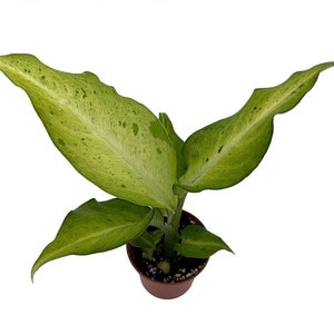 Camouflage Dieffenbachia Plant - Exotic & Easy to Grow - 2.5" Pot