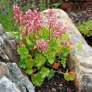 Marmalade Heuchera Plants - Etsy