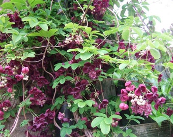 Chocolate Vine Perennial - Akebia quinata - 2.5"  Pot