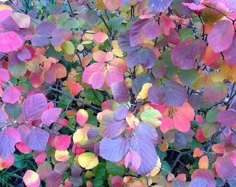 Legend Of The Fall - Fothergilla x intermedia PPAF - 4" pot