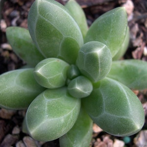 Little Jewel Desert Rose Succulent Plant - Pachyphytum compactum - 2.5" Pot