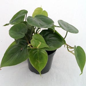 Heart Leaf Philodendron cordatum - 2 Plants - World's Easiest Houseplant-3" Pots immagine 2