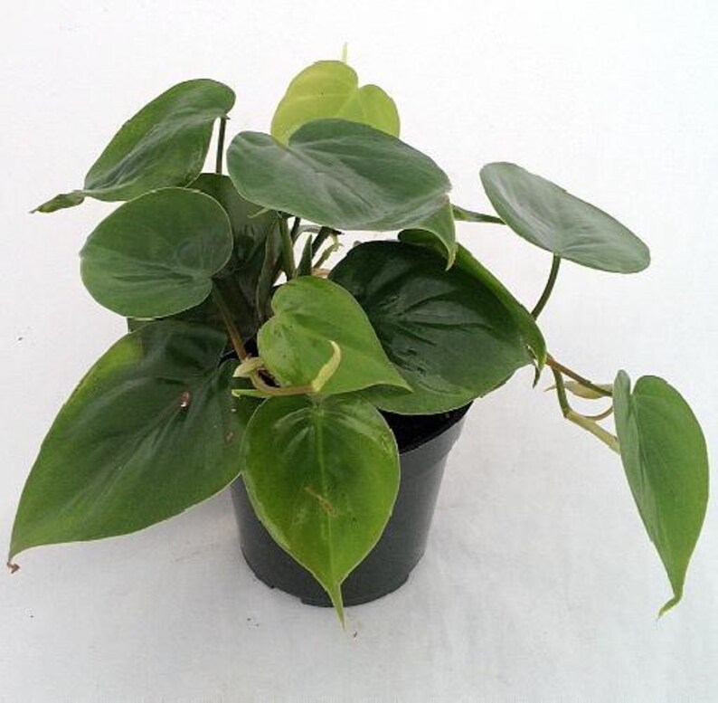 Heart Leaf Philodendron cordatum - 2 Plants - World's Easiest Houseplant-3" Pots immagine 2