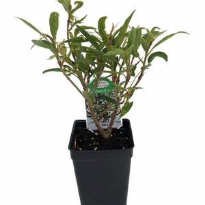 Willow Leaf Weeping Fig - Ficus - 2.5" Pot - Fairy Garden Plant or Bonsai