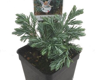 Boulevard Cypress - Chamaecyparis - 2.5" Pot - Fairy Garden Plant