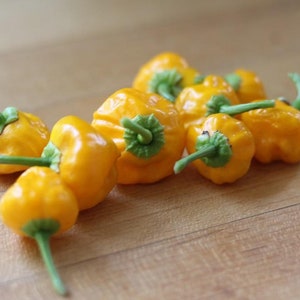 Jamaican Yellow Scotch Bonnet Hot Pepper Plant - 2.5" Pot